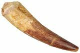 Fossil Spinosaurus Tooth - Real Dinosaur Tooth #357423-1